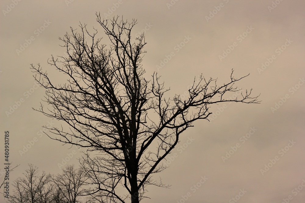 silhouette of a tree in winter