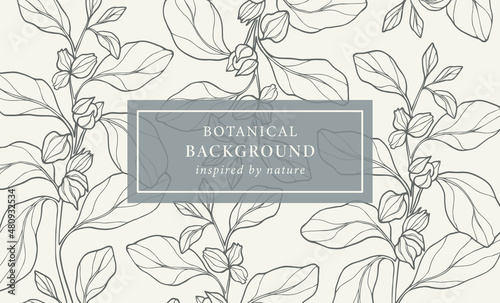 Hand drawn ashwagandha plant background