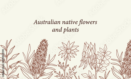 Hand drawn Sturt's desert pea, eremophila, flannel flower, Christmas tree background. Hand drawn Australian native plants photo