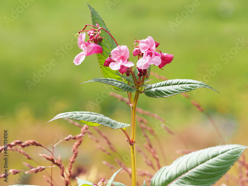 Pink flowers of Himalayan balsam plant, Impatiens glandulifera photo