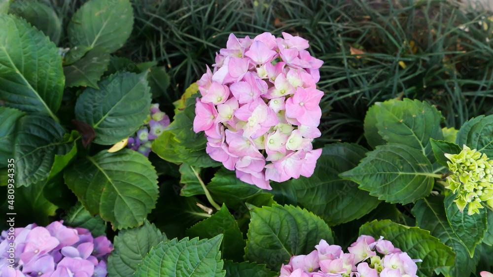 hydrangea flowers , Hydrangea or macrophylla or Hydrangeaceae hydrangea flowers , Hydrangea or macrophylla or Hydrangeaceae