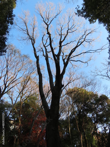 冬の午後の陽射しに枝先を照らされた樹木