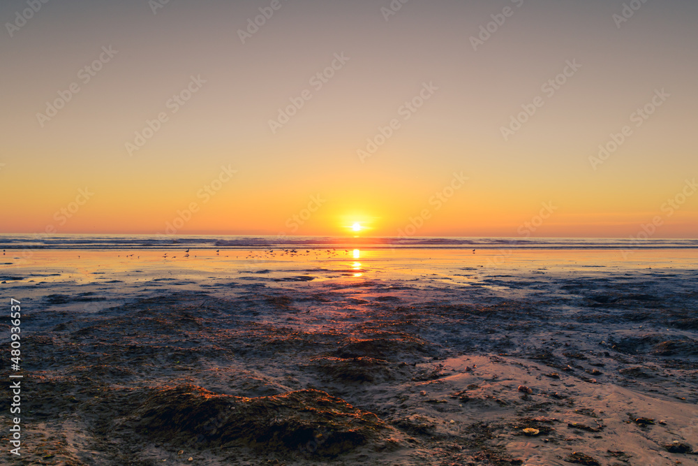 Fototapeta premium beach at sunset with algae in the foreground with gold and orange colors with small waves