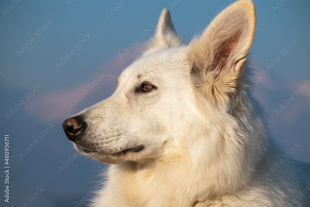 Obraz premium White Swiss Shepherd Dog outside with mountains in background at winter.