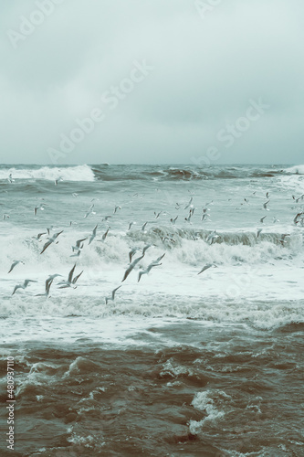 Close-up of a lot of seagulls against the background of huge waves, raging sea. Storm at sea. Black Sea. Beautiful sea postcards. Vertical photo © yaroslav1986