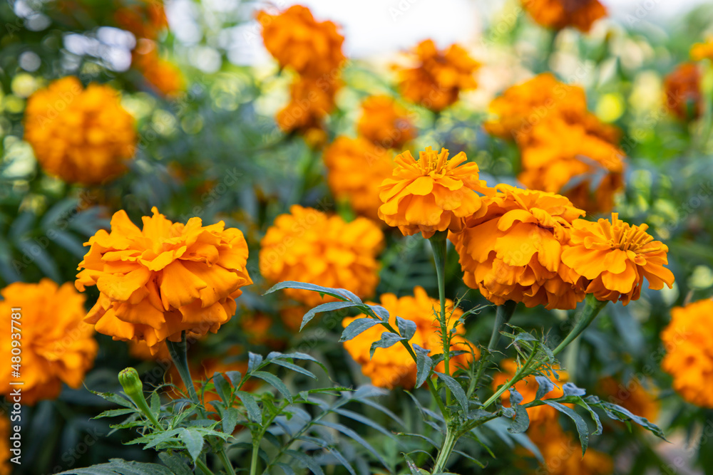 Orange Marigold flowers in the Garden Natural view
Orange Marigold flowers in the Garden Natural view