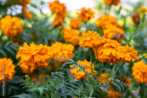  Orange Marigold flowers in the Garden Natural view