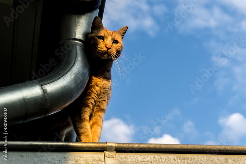 Cat in the sky