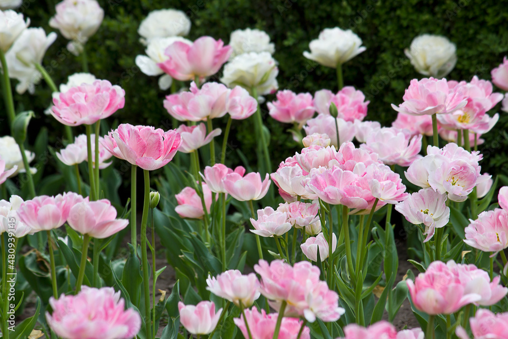 spring flower bed with blooming pink tulips spring flower bed with blooming pink tulips