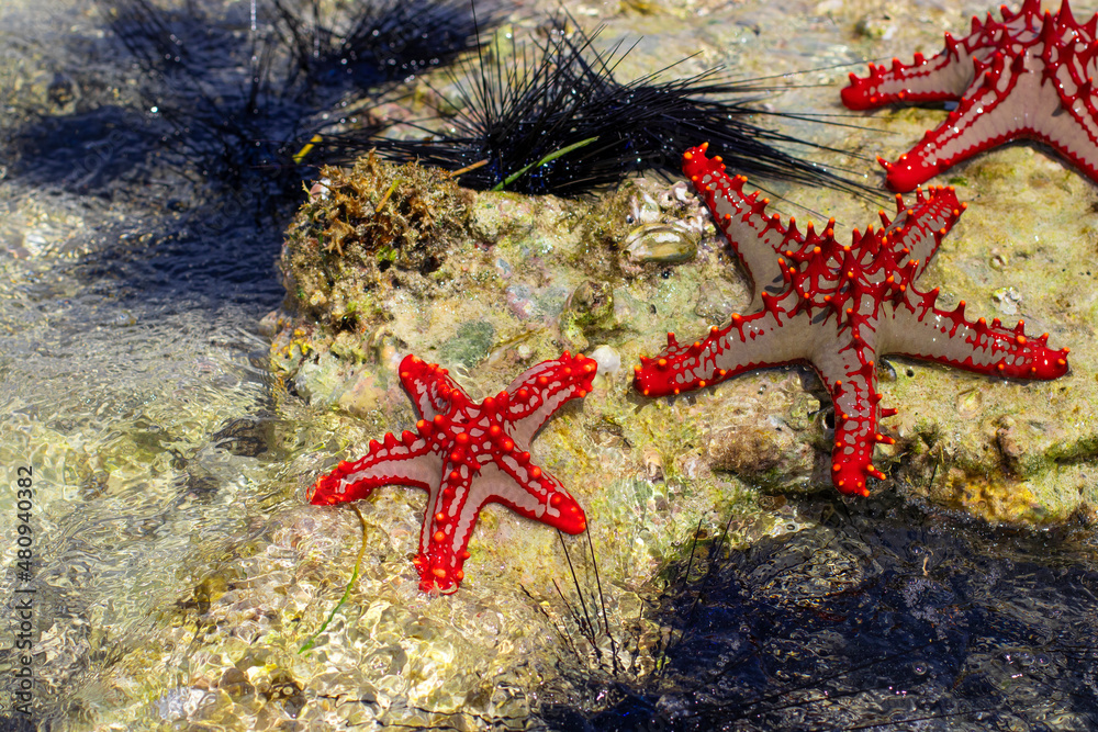 Starfish and urchins lying on underwater stones at low tide Starfish and urchins lying on underwater stones at low tide