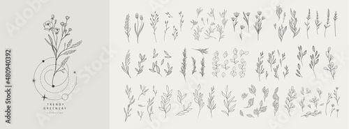 Foto Floral branch and minimalist flowers for logo or tattoo