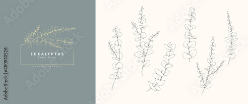 Baby blue eucalyptus logo and floral branch. Hand drawn wedding herb, plant and monogram with elegant leaves for invitation save the date card design