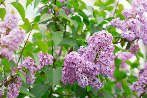 Branch with spring lilac flowers in garden.