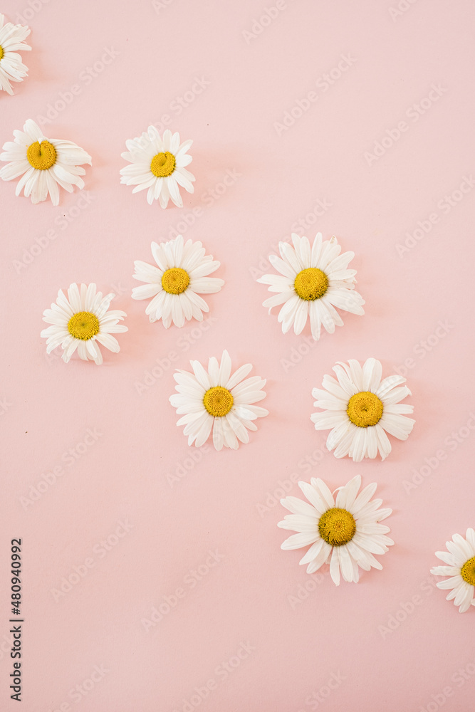 Abstract floral background. Chamomile flower buds on pink background with copy space. Flowers and petals. Delicate minimalist template Abstract floral background. Chamomile flower buds on pink background with copy space. Flowers and petals. Delicate minimalist template
