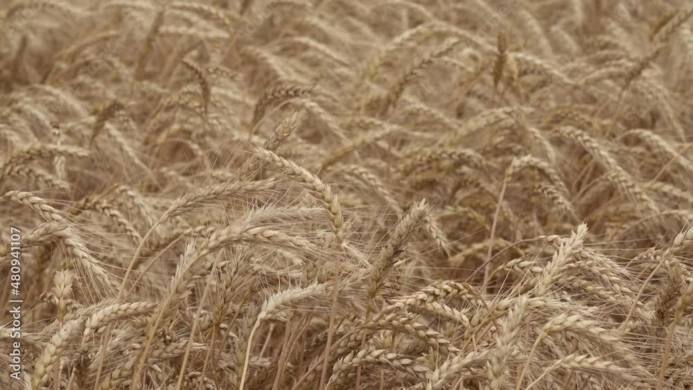 Ripe wheat harvet is waving Ripe wheat harvet is waving