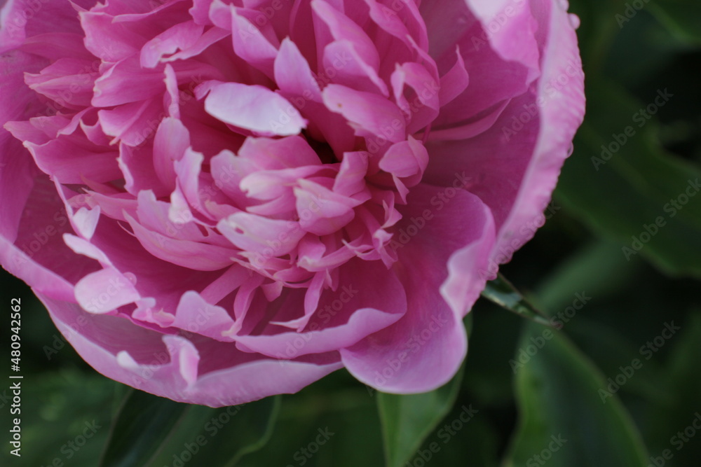 Pink peony with raindrops on the petals close-up. Natural green background Pink peony with raindrops on the petals close-up. Natural green background
