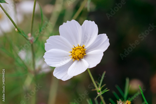 beautiful close up shot of a cosmos flower in a field