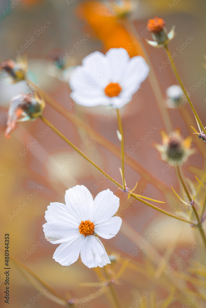 Obraz premium beautiful shot of white cosmos flowers in a field