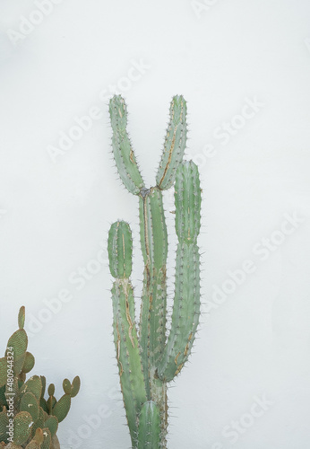 Cactus on white wall background. Minimal floral botanical aesthetic. Travel in details. Canary island