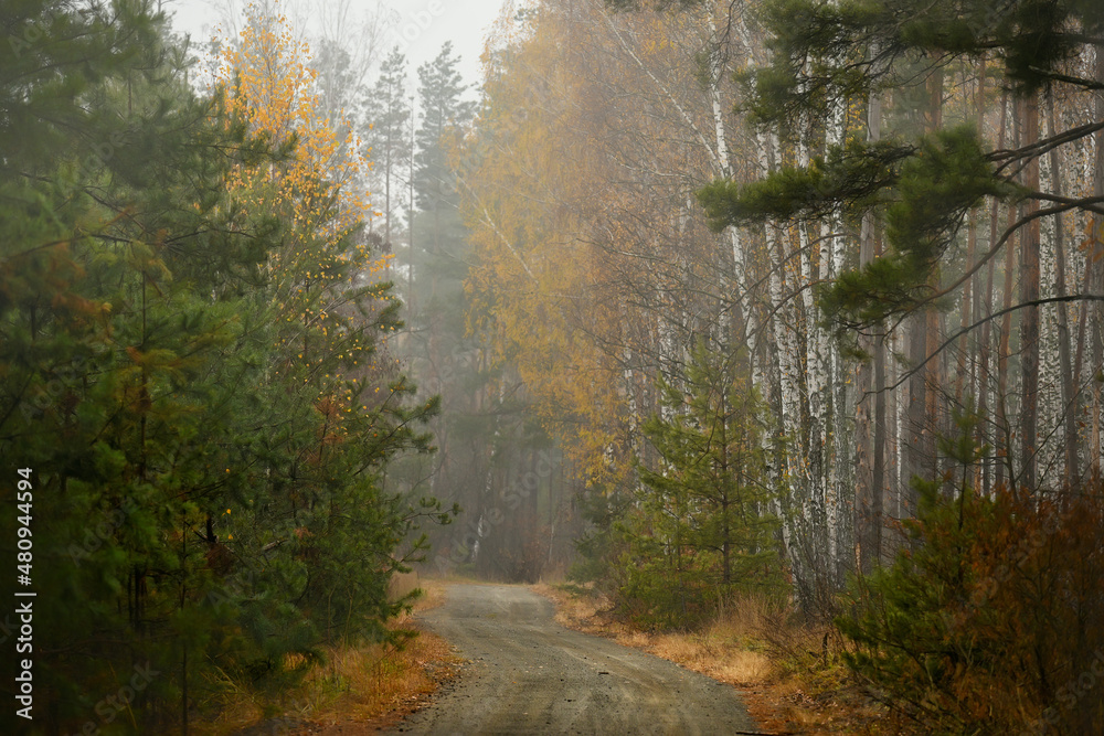 Fototapeta premium Dirt road among the autumn foggy forest.