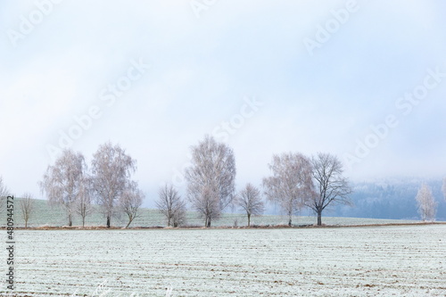 Wallpaper Mural Winter czech countryside, trees and pastures. Czechia Torontodigital.ca