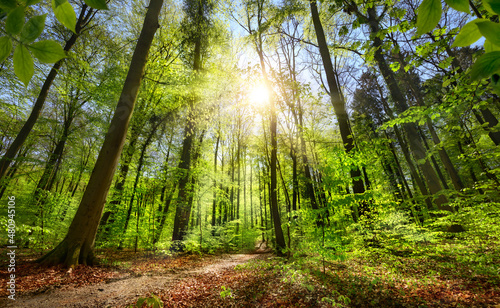 Fototapeta Naklejka Na Ścianę i Meble -  Green forest with blue sky and the sun shining bright and illuminating a path leading towards the light