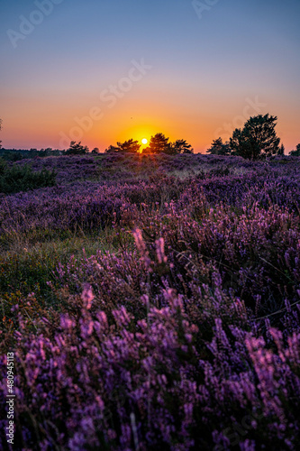Sunset Lüneburger Heide