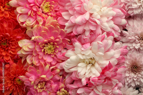 Many different beautiful chrysanthemums as background, closeup © New Africa