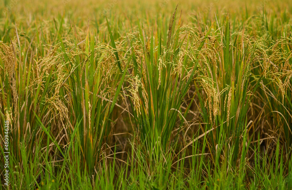 yellow rice plant close up. Asian harvesting concept yellow rice plant close up. Asian harvesting concept