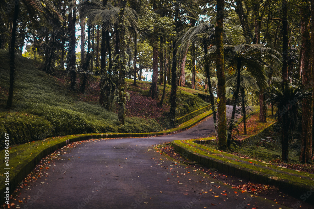 Naklejka premium winding road in the autumn forest among the palm trees