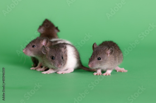 pet baby rats
