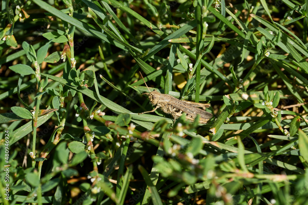 Locusts are sitting in the grass on the lawn. Locusts, acrides - several species of insects of the family of true locusts (Acrididae). Locusts are sitting in the grass on the lawn. Locusts, acrides - several species of insects of the family of true locusts (Acrididae).