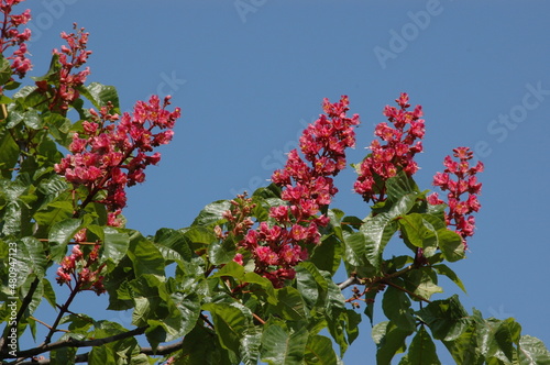 Blühende rote Rosskastanie