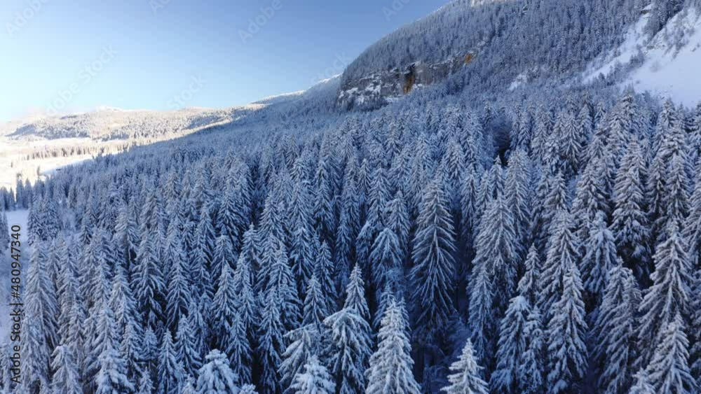 Survol drone de la cîme des arbres d’une forêt de sapins du Jura devant une falaise. Paysage d’hiver recouvert de neige. 