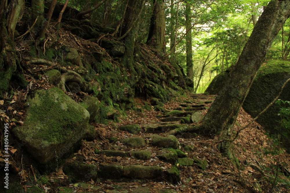 苔の道 苔の道