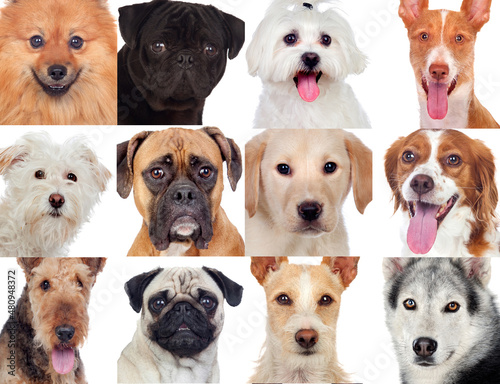 Portraits of different dogs