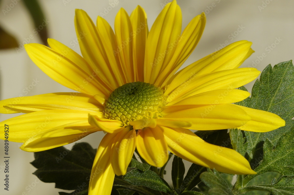yellow chrysanthemums  flower