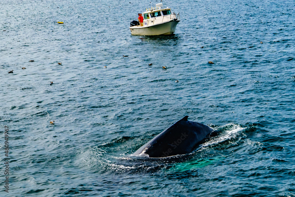 Fototapeta premium Boat and whale, Cape Cod, Massachusetts, US