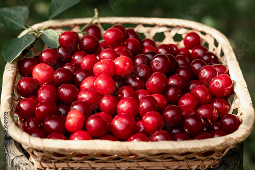 Harvesting cherry berries in the summer garden. Ripe cherries in a basket on the lawn grass.