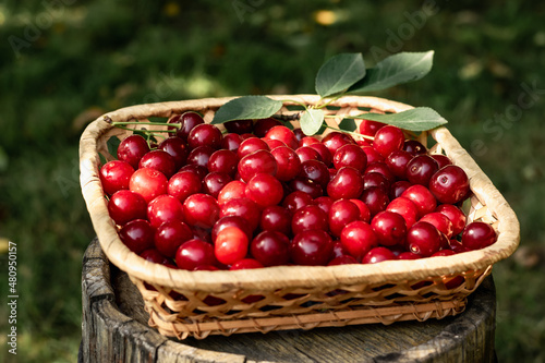 Red cherries in a basket. Vitamins and healthy food.