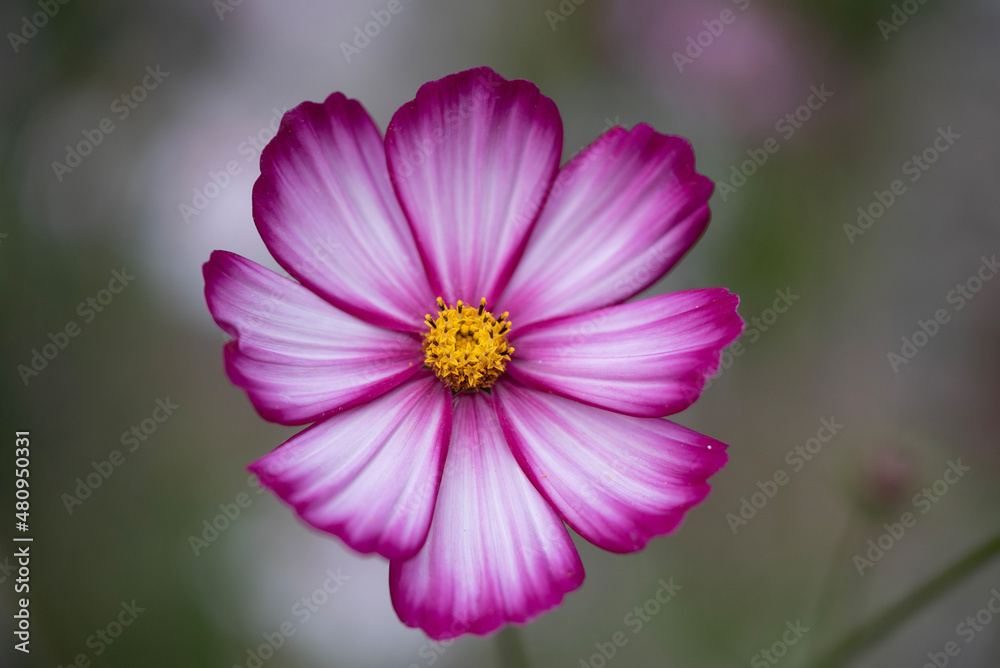 pink flower on defocused background pink flower on defocused background