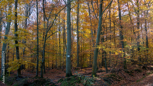 autumn in the woods © hardelot