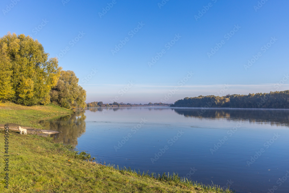 Autumn landscape in the early morning with a view of the river. Large trees with yellow leaves in the backlight. Yellow leaves on trees and bushes are illuminated by the rays of the rising sun.