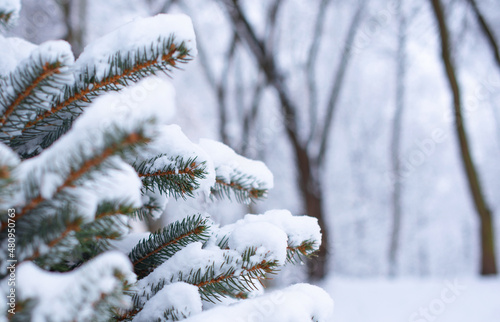 Winter. Park. Branch of coniferous trees in the snow. In the foreground a branch on a blurred forest background.