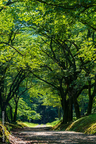 新緑に包まれた里山風景 © Nature K Photostudio