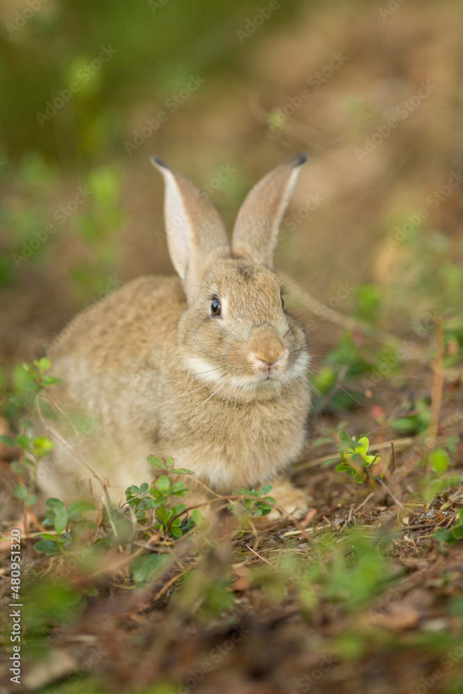 Easter bunny. Rabbit in green grass and flowers. Cute hare outdoors in a natural environment Easter bunny. Rabbit in green grass and flowers. Cute hare outdoors in a natural environment