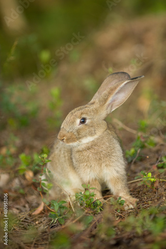 Easter bunny. Rabbit in green grass and flowers. Cute hare outdoors in a natural environment