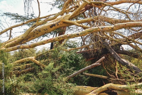 Cut down trees at Nairobi National Park, Kenya
