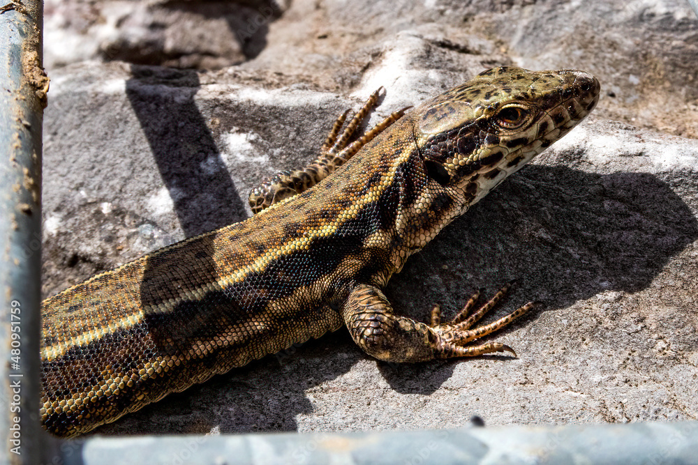 Naklejka premium Eidechse sonnt sich