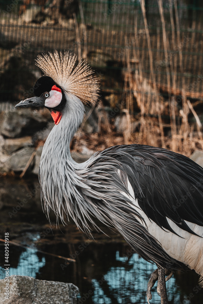 Fototapeta premium grey crowned crane